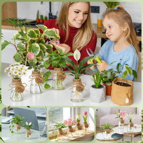 Majhulla propagation jar ideal for herbs, pothos, and succulents in home decor.