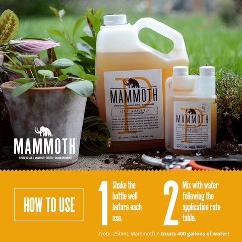 Mammoth Bloom Booster diluted mix demonstrates easy integration into irrigation