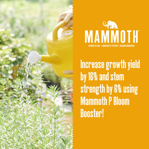 Mammoth P Bloom bottle label with clear dosing guidelines.