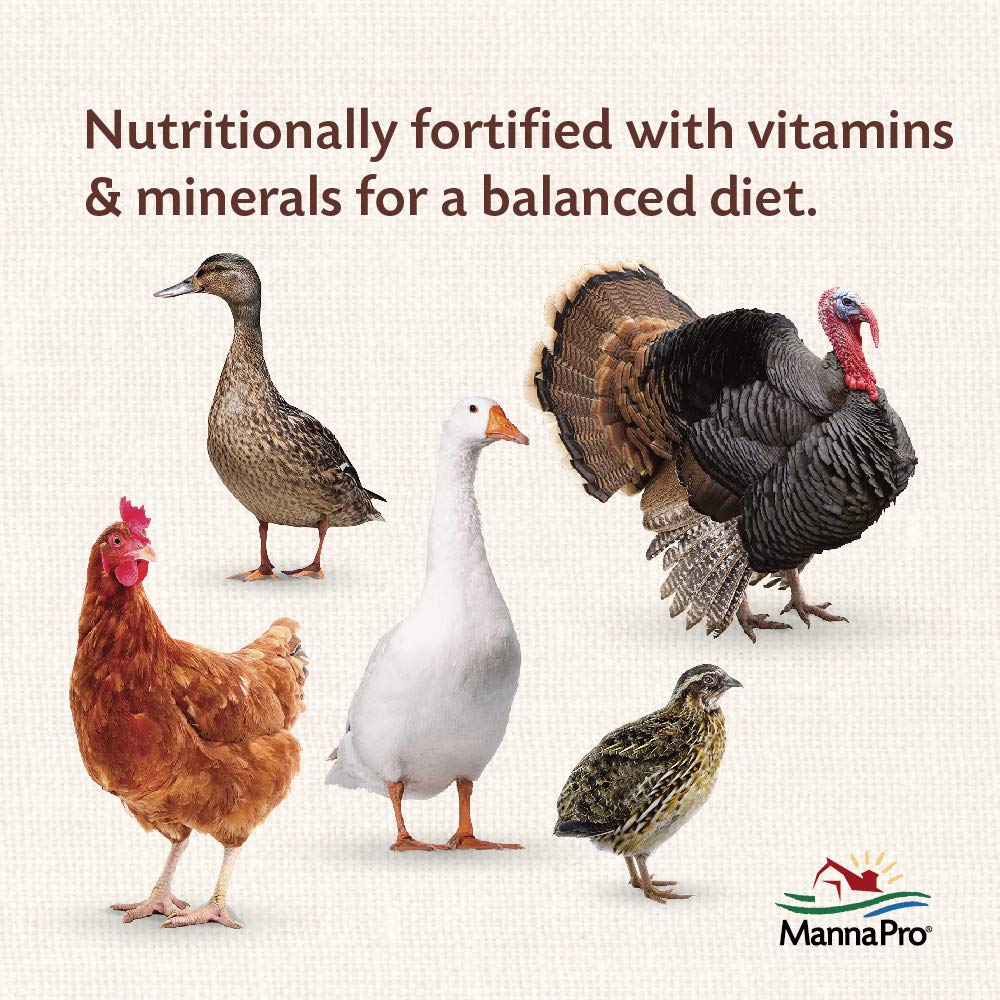 Pouring Manna Pro All Flock Crumbles into a feeder.