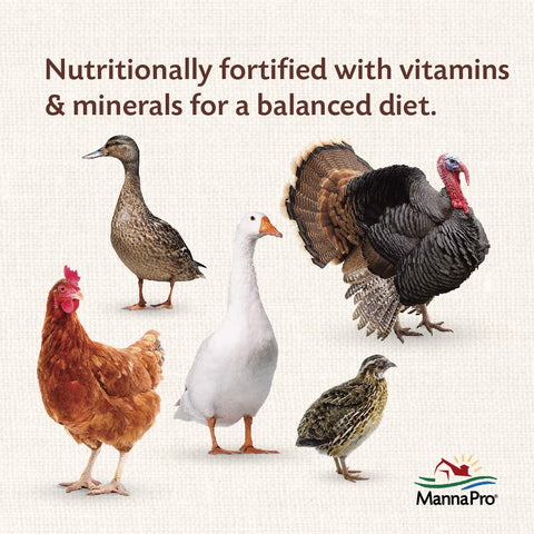Pouring Manna Pro All Flock Crumbles into a feeder.