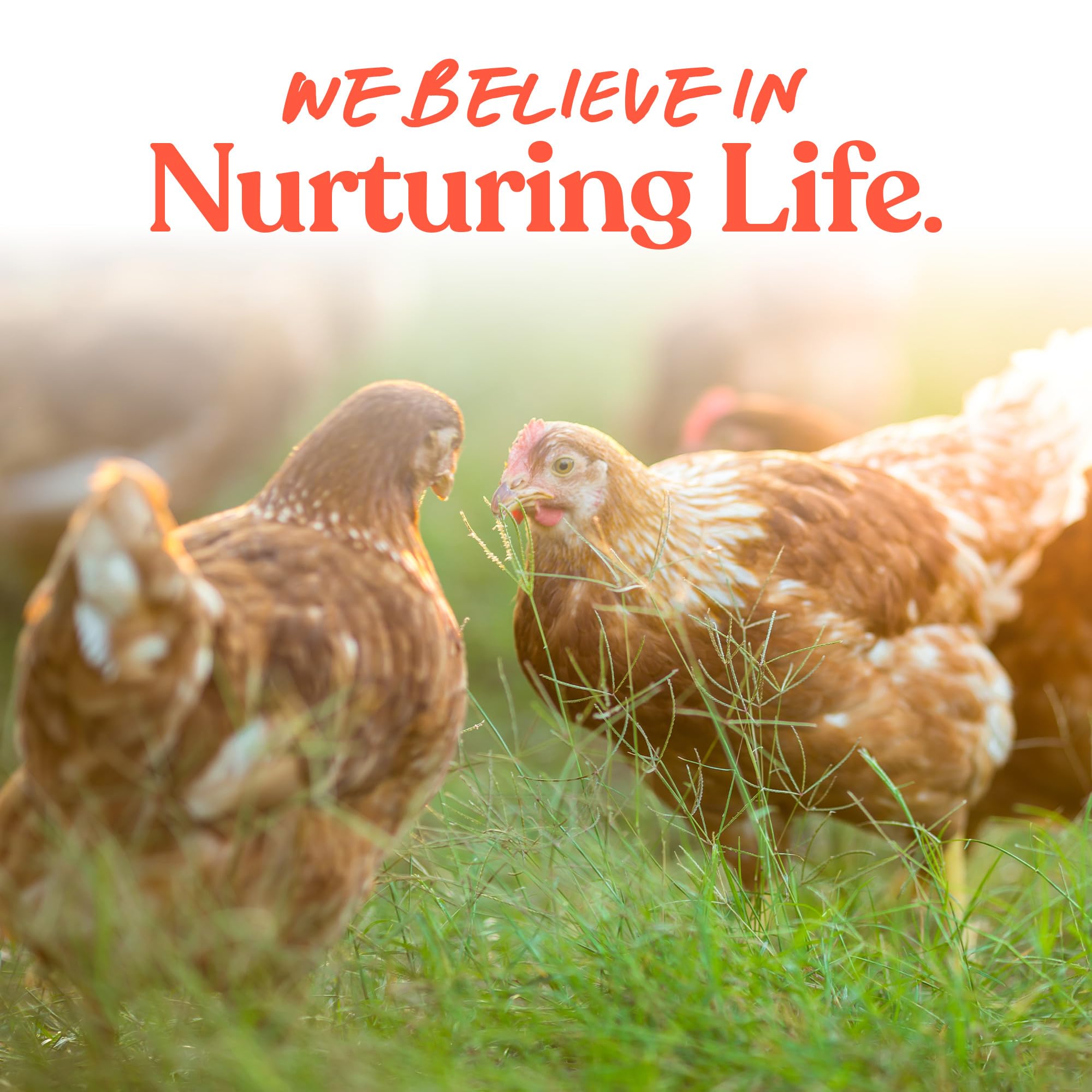 Dosing with Manna Pro Egg Cleanser, easy-to-mix concentrate for egg cleaning.