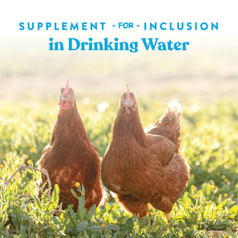 Manna Pro Hydro-Hen acidifier supports nutrient absorption in poultry