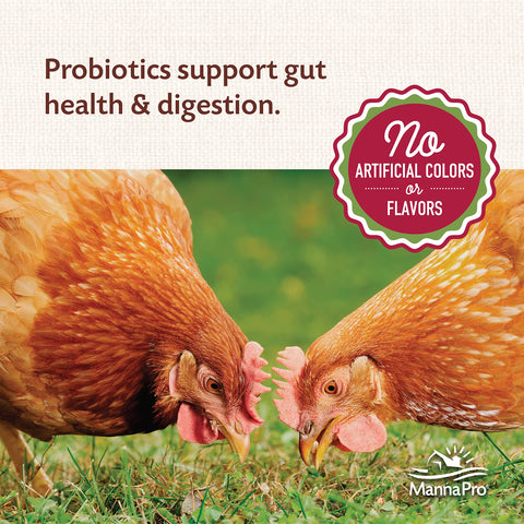 Mixed flock of chickens, ducks, geese fed by Manna Pro.