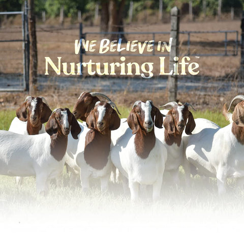 Manna Pro Goat Skin & Coat Supplement is USA-made.