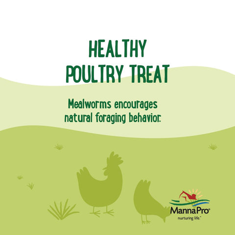 Manna Pro mealworms in a feeder encourage natural foraging