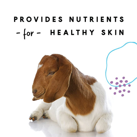 Manna Pro show goats with glossy coats illustrate a show-ready appearance.