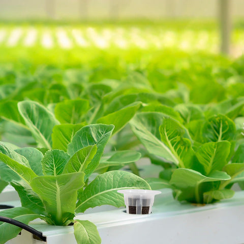 MAQIHAN hydroponic seed pods compatible with soil after germination