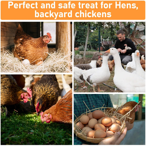 MAQIHAN herbs are eaten by hens as a vitamin-rich supplement