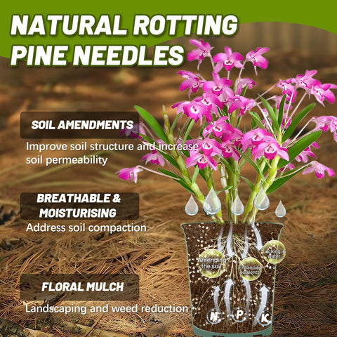 MAQIHAN layered orchid potting mix showing pine needles for aeration.