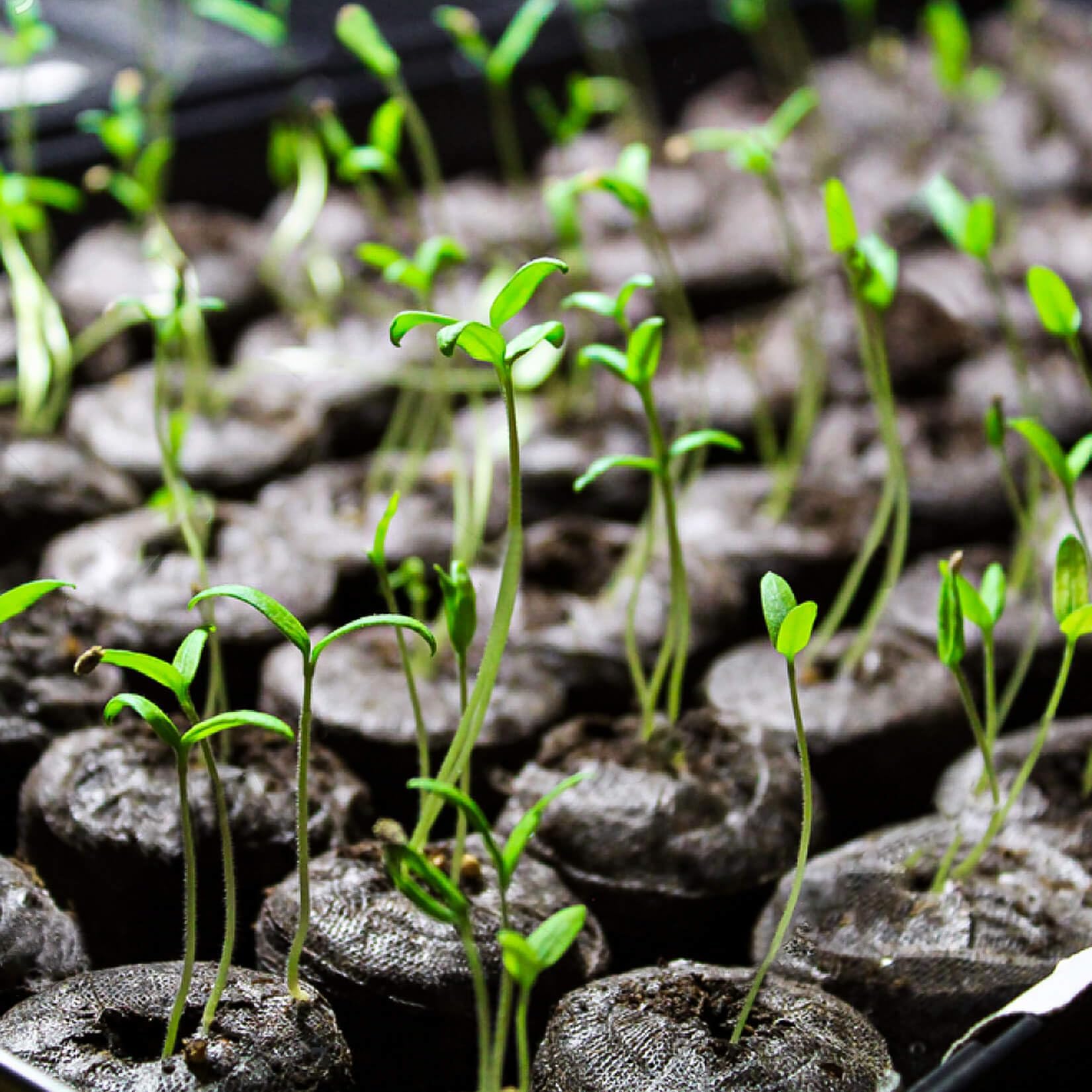 Maqihan seed tray setup shows compact germination system