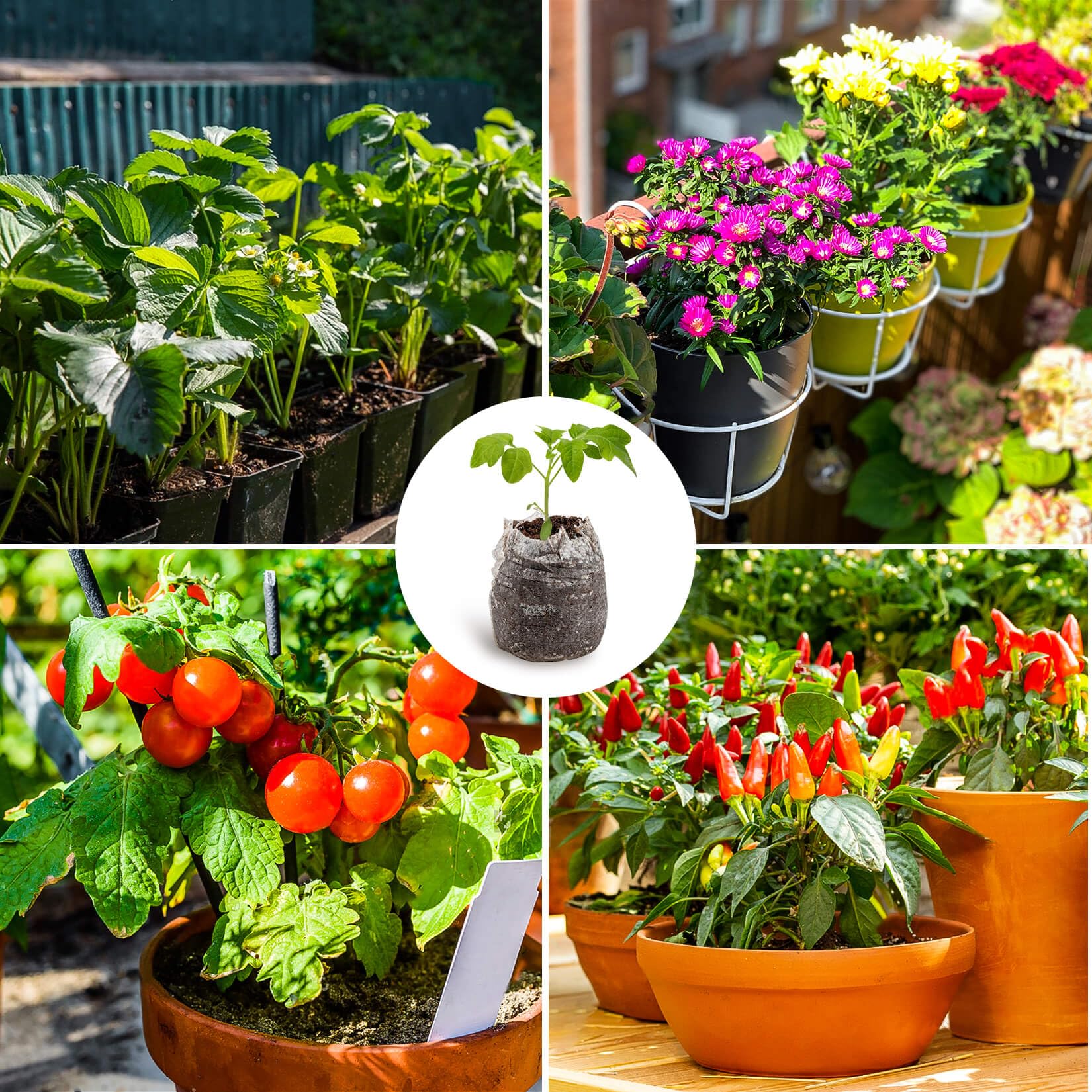 MAQIHAN vegetable seedling pellets ideal for peppers, tomatoes, and more.