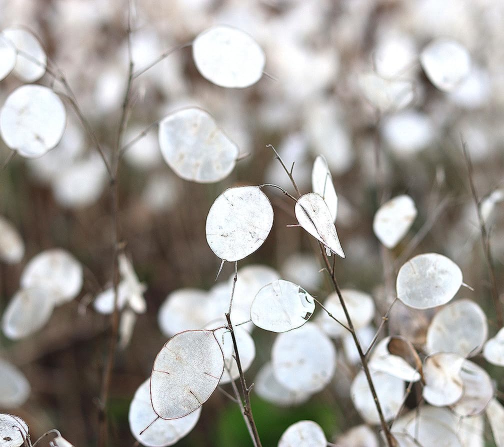 Marde Ross Lunaria seeds for spring sowing and garden color
