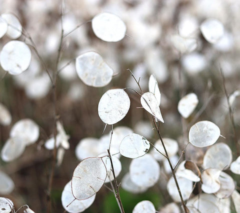 Marde Ross Lunaria seeds for spring sowing and garden color