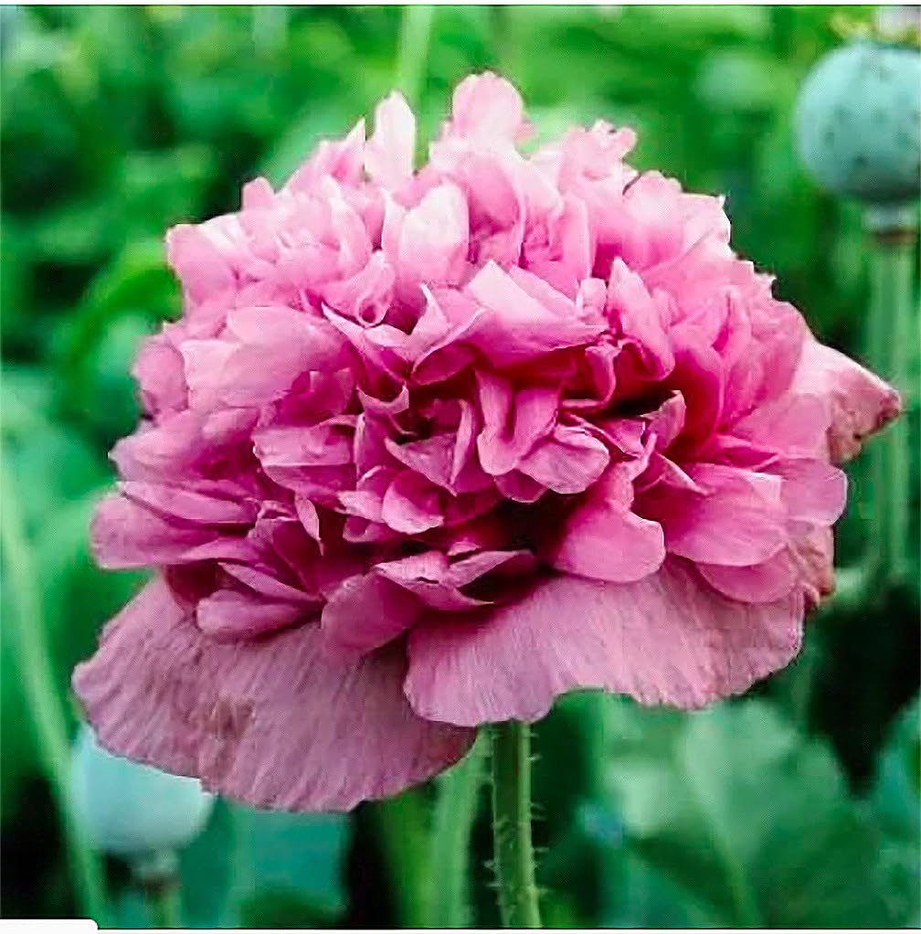 Marde Ross & Company 1600 Violetta Blush poppy seeds pack showing premium seeds for easy color