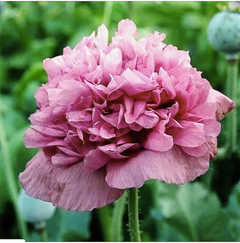 Marde Ross & Company 1600 Violetta Blush poppy seeds pack showing premium seeds for easy color