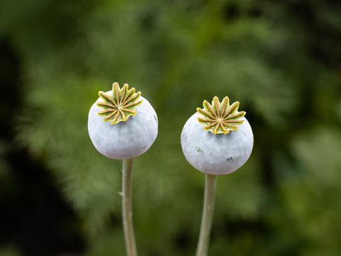 Marde Ross & Company tall mauve poppy image showing 24-36 inch garden height for borders