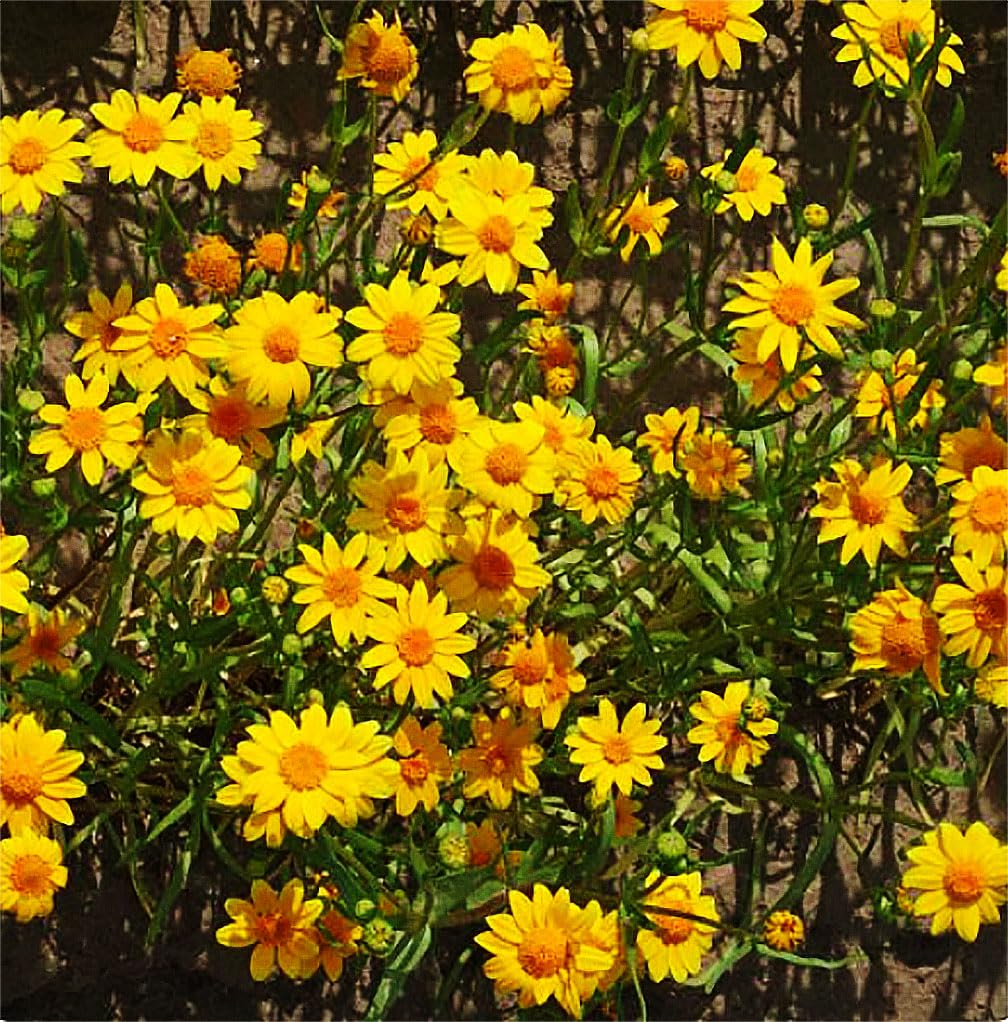 Marde Ross & Company 2300 Goldfields thriving in sandy clay soils with low maintenance