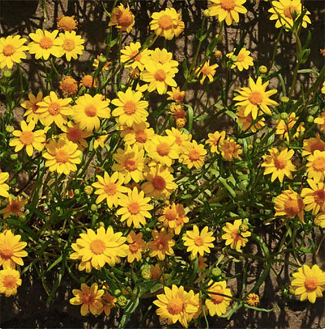 Marde Ross & Company 2300 Goldfields thriving in sandy clay soils with low maintenance