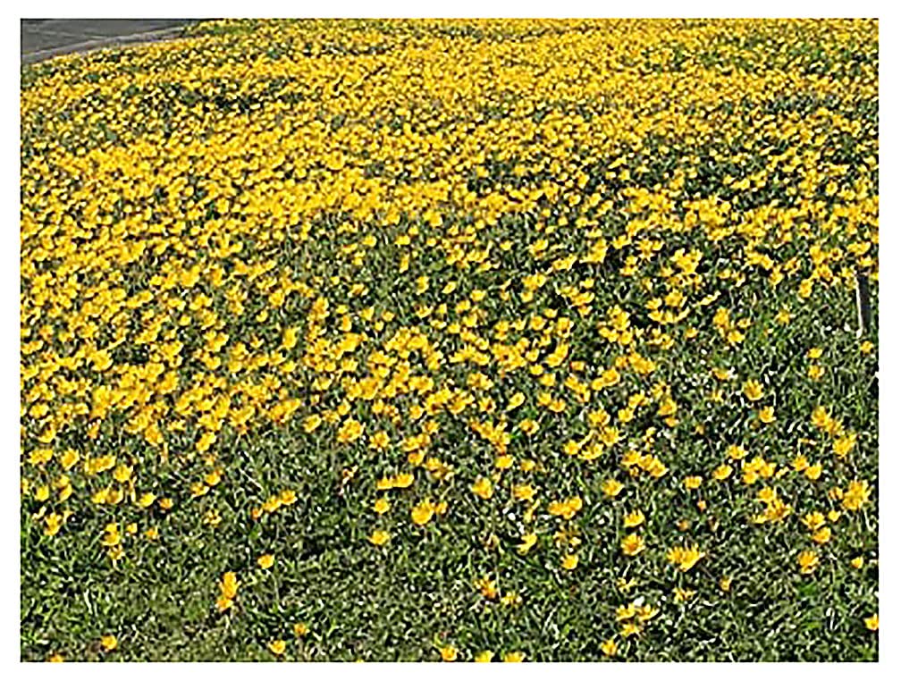 Marde Ross & Company 2300 Goldfields supports native bees as a pollinator-friendly wildflower