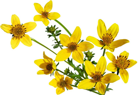 Marde Ross & Company 2300 Goldfields seed is non-GMO and neonicotinoid-free