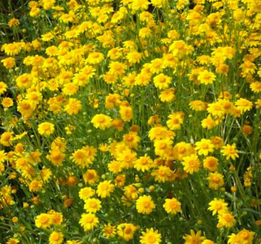 Marde Ross & Company 2300 Goldfields yellow daisy groundcover blooming in sunny, dry conditions