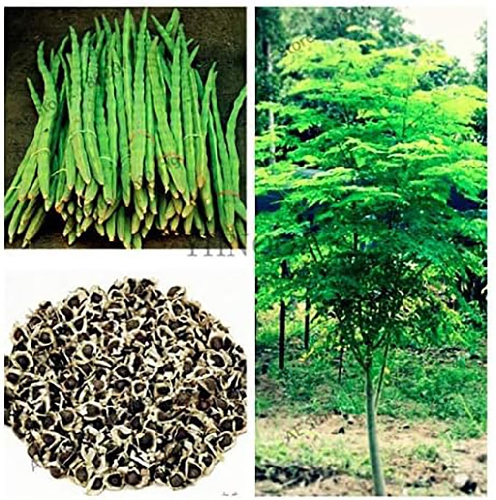 Marde Ross & Company 25 seeds tree of life packet ideal for beginners' moringa gardening