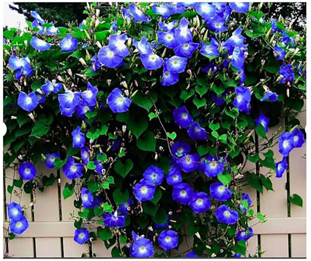 Marde Ross & Company 250 heavenly blue morning glory seeds ready for planting