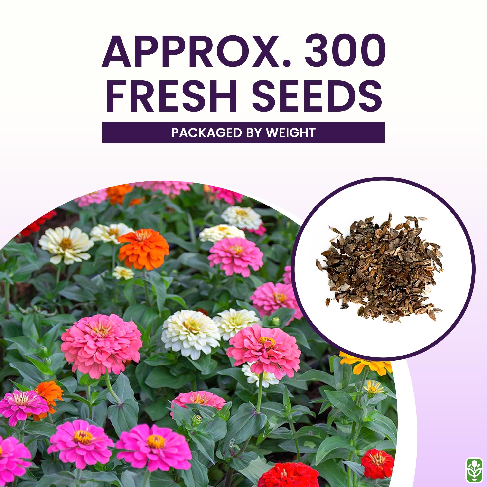 Marde Ross 300-seed pack zinnias offer affordable garden color.