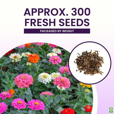 Marde Ross 300-seed pack zinnias offer affordable garden color.