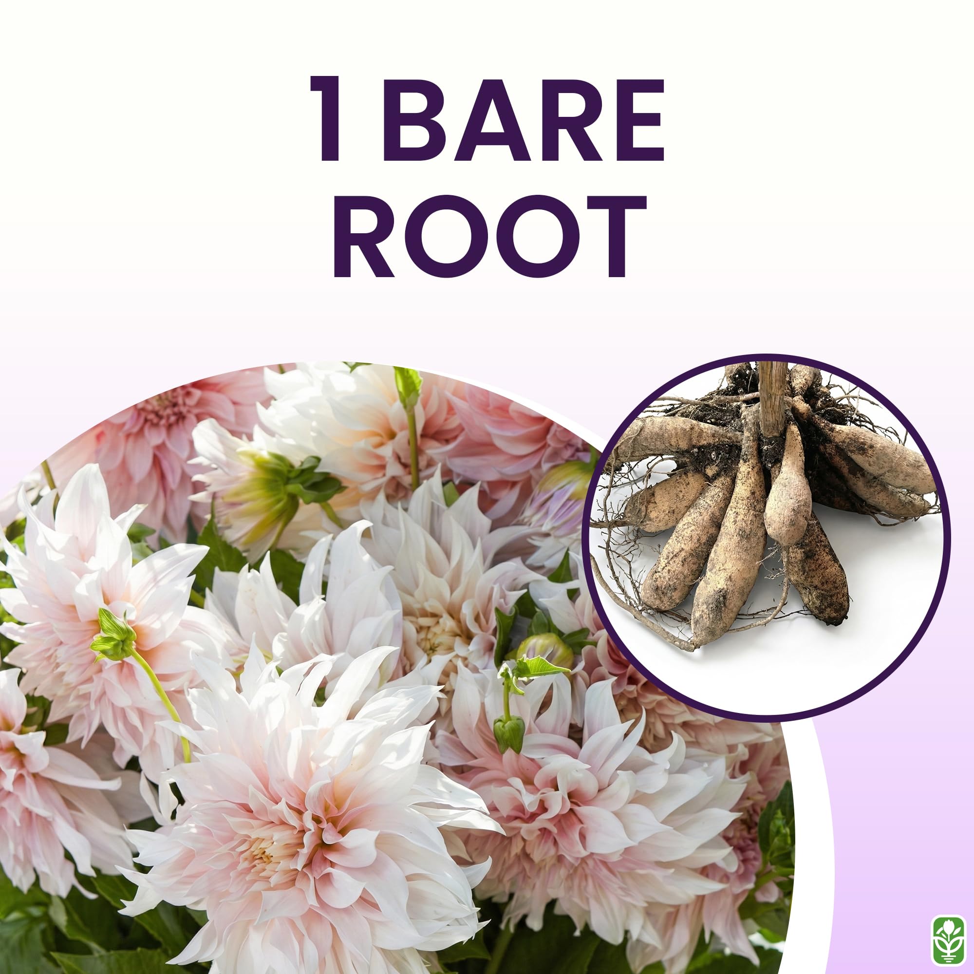 Marde Ross 5-gallon bare root tuber ready for strong spring growth and prolific blooms.