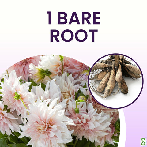 Marde Ross 5-gallon bare root tuber ready for strong spring growth and prolific blooms.