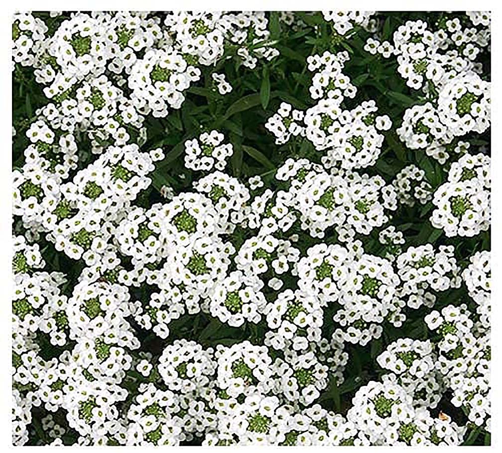 Marde Ross 8000 Sweet Alyssum seeds packet for easy sowing indoors or outdoors.