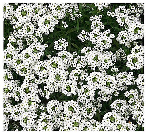 Marde Ross 8000 Sweet Alyssum seeds packet for easy sowing indoors or outdoors.