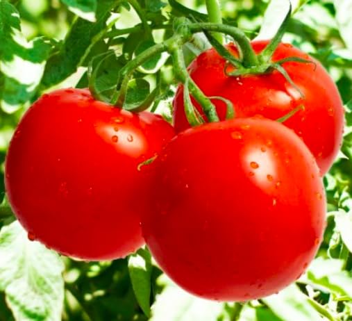 Marde Ross Ace 55 tomatoes on vines with 5-6 inch beefsteaks and bright red skin.