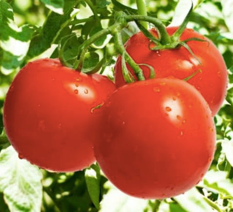 Marde Ross Ace 55 tomatoes on vines with 5-6 inch beefsteaks and bright red skin.
