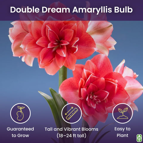 Close up of double pink amaryllis blooms on a bare root bulb