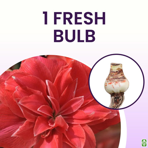 Marde Ross amaryllis bulb for indoor planting