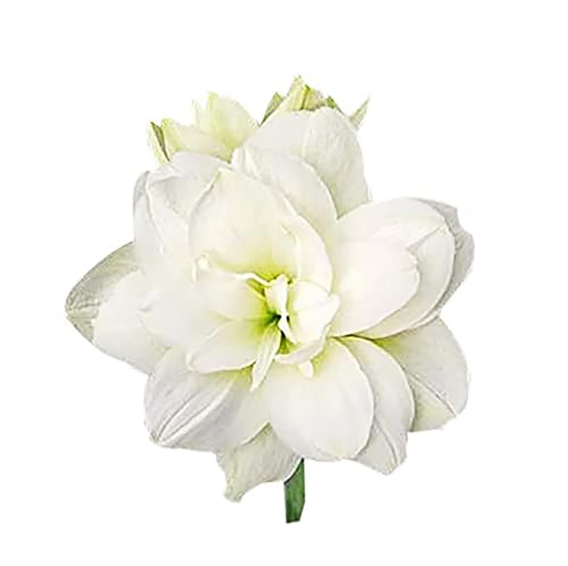 Marde Ross & Company Marquise bulb front view with elegant white blooms.