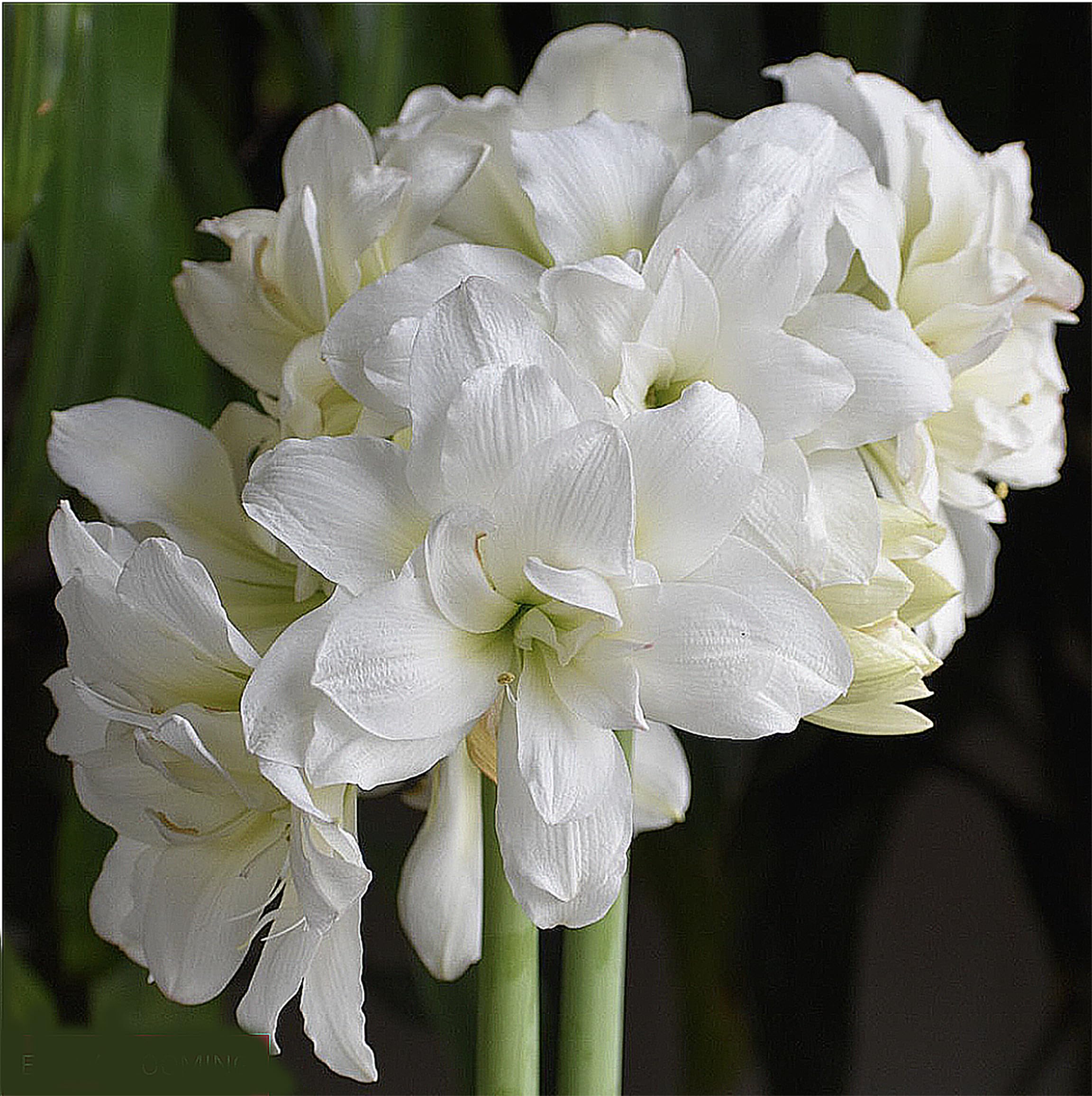 Marquise bulb indoors in pot showing tall graceful growth for indoor decor.