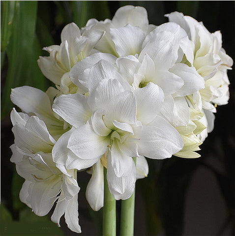 Marquise bulb indoors in pot showing tall graceful growth for indoor decor.