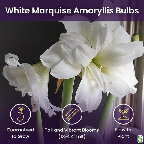 Marquise bulb outdoor planting in warm climate suitable for seasonal display.