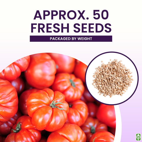 Ripe deep-red beefsteak tomato on the vine from MRC seeds