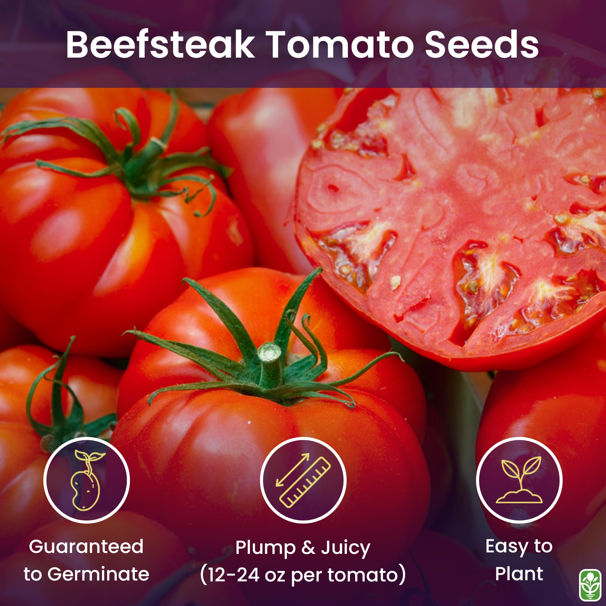 Beefsteak tomato seeds indoors start setup by MRC for early germination