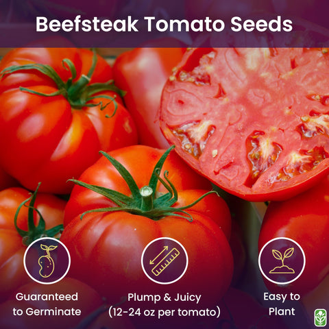 Beefsteak tomato seeds indoors start setup by MRC for early germination