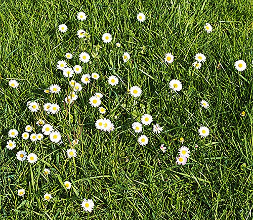 Marde Ross Bellis Perennis English daisy, low-growing ground cover for borders and rock gardens.