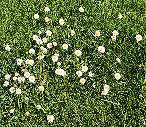 Marde Ross Bellis Perennis English daisy, low-growing ground cover for borders and rock gardens.