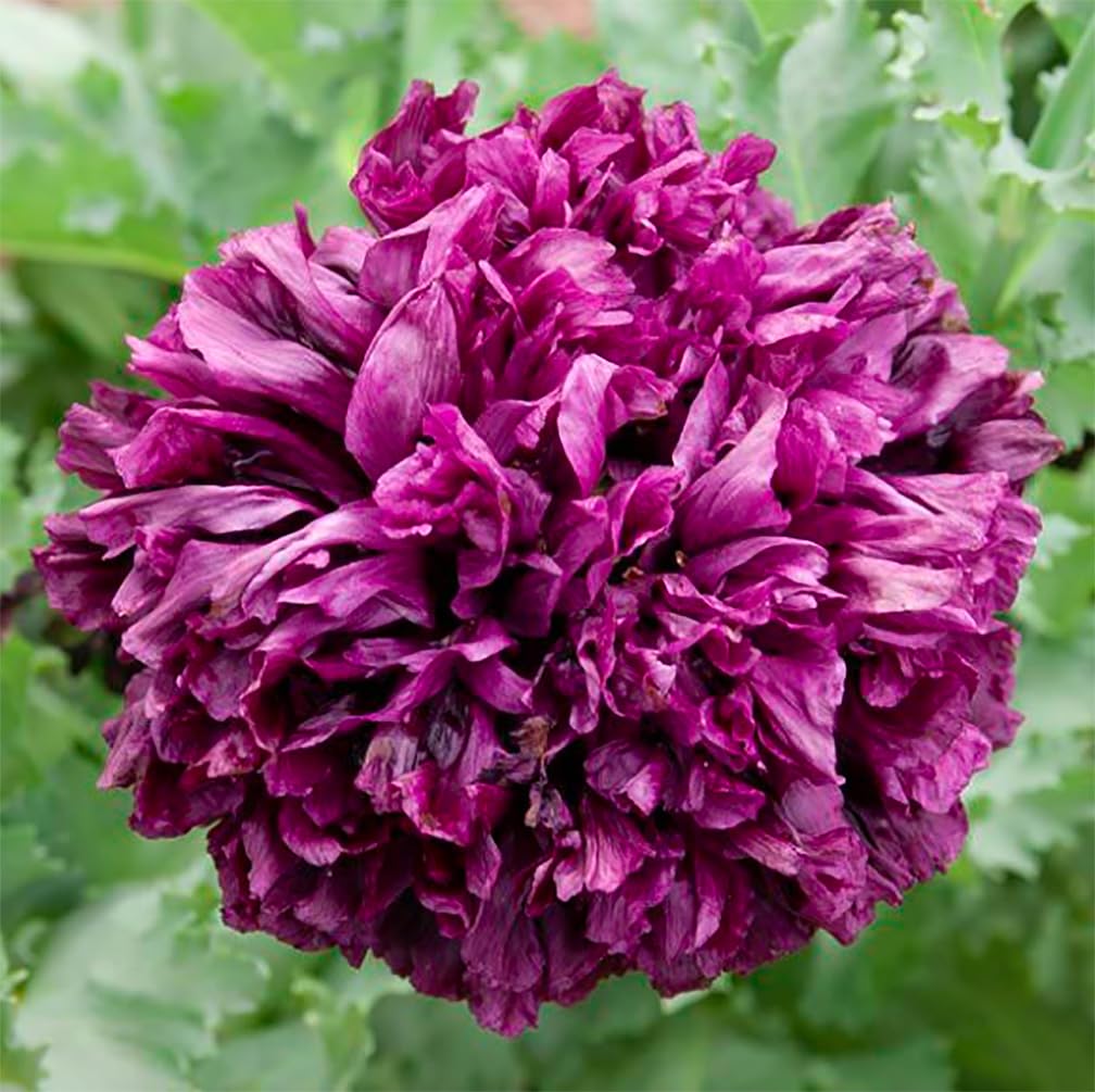 Close-up of velvety burgundy Black Beauty poppies for cutting