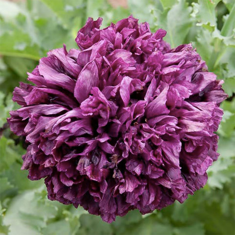 Close-up of velvety burgundy Black Beauty poppies for cutting