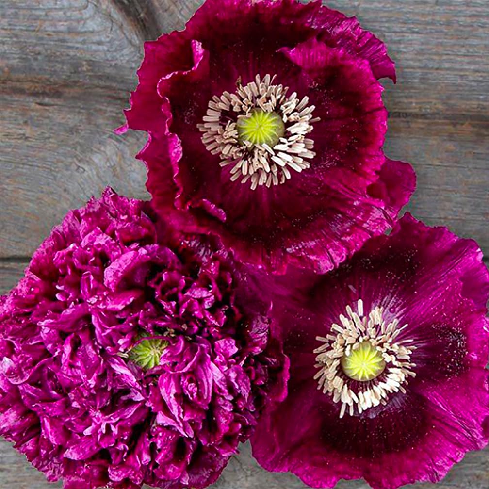 Marde Ross Black Beauty poppy seeds pack ready for sowing in sunny borders
